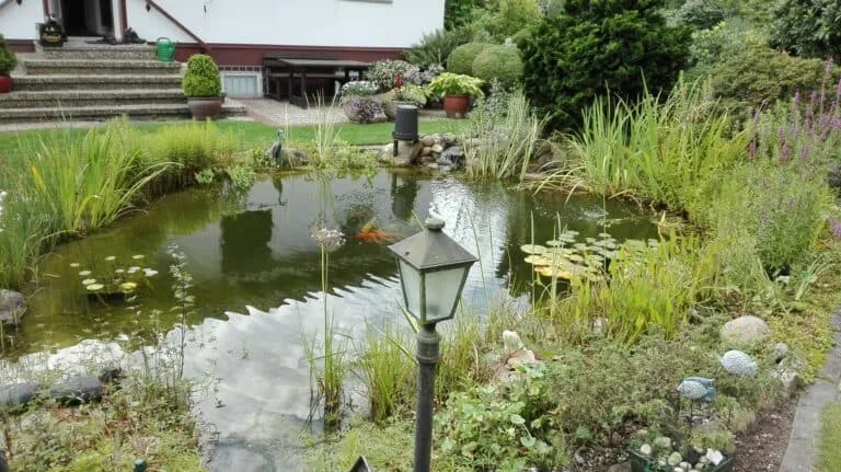 Germany Koi Pond: Full-Depth Clarity in One Week