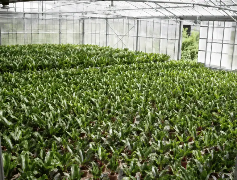 Plant nursery greenhouse in Italy, QEQI® irrigation system limescale prevention case study