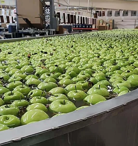 Green apples in a produce wash flume at an apple packing facility, US Northwest, QEQI® water treatment