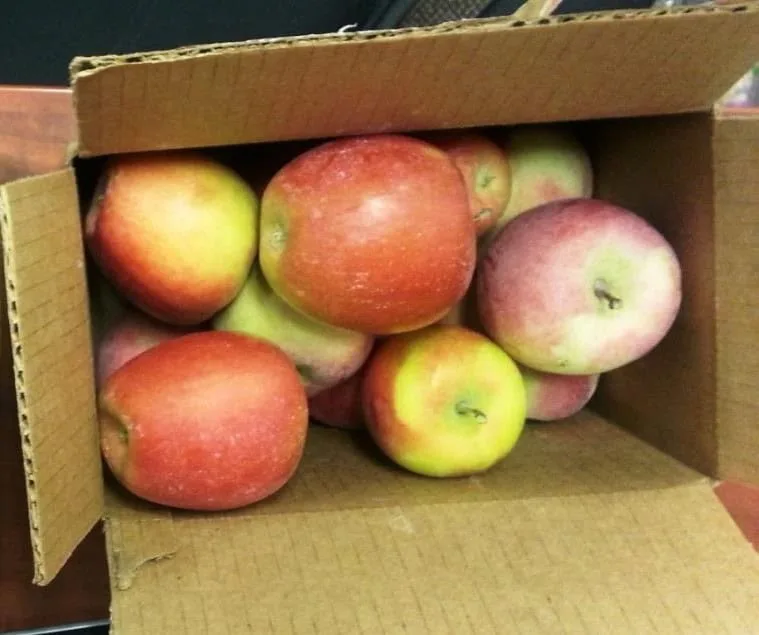 Clean, unstained apples after QEQI® treatment of hard irrigation water — orchard, Yakima Valley, Washington