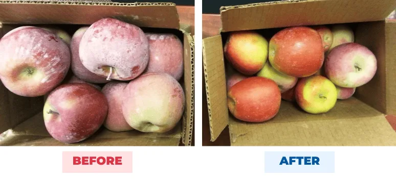Apples before and after QEQI® — hard-water limescale staining rubs off, restoring top-grade fruit at a Yakima Valley orchard, Washington