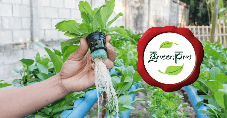 Hand holding hydroponic plant with roots, representing Taifitop winning the Green Pro award for sustainable water treatment