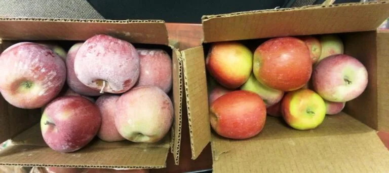 Apples covered in limescale before and clean after QEQI® hard water treatment at a Washington orchard