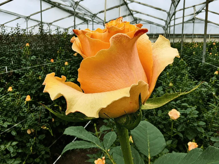 Long stem rose growing inside a commercial greenhouse in South America, QEQI® irrigation water treatment case study