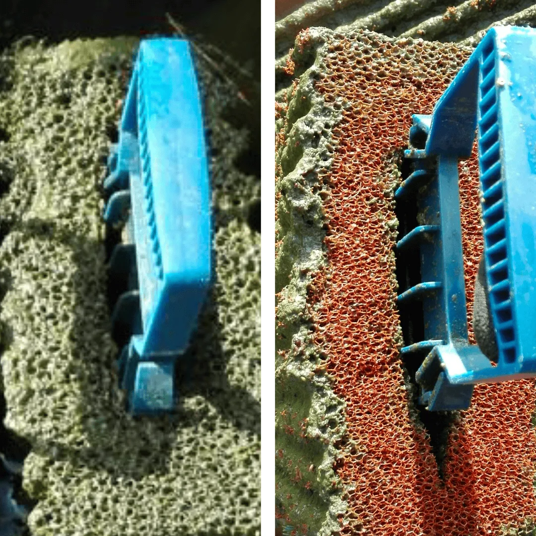 Flocculation before and after — Koi pond filter improvement
