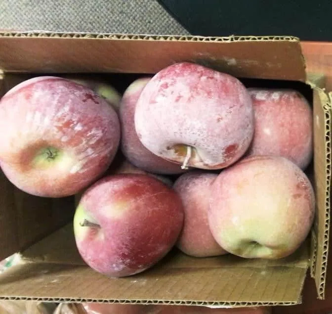 Apples marked with white limescale staining from hard irrigation water, before QEQI® treatment — orchard, Yakima Valley, Washington