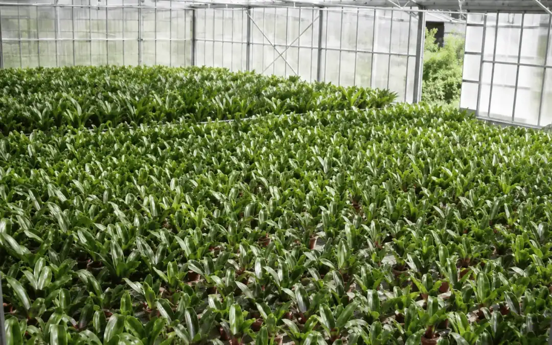意大利 Cycas 苗圃：350 ppm 下喷雾器堵塞结束