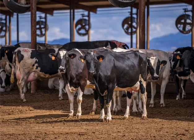 Panama Dairy Farm: $803 Annual Chemical Savings